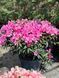 Рододендрон гибридный Грациелла / Rhododendron hybrid Graziella 33302 фото 2