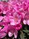 Рододендрон гибридный Грациелла / Rhododendron hybrid Graziella 33302 фото 1