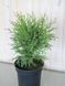 Туя западная Литтл Чемпион / Thuja occidentalis Little Champion 27445 фото 2