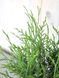 Туя западная Литтл Чемпион / Thuja occidentalis Little Champion 27445 фото 3