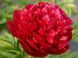 Пион травянистый Генри Бокстос / Paeonia Henry Bockstoce 30981 фото 1