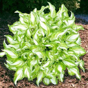 Хоста гібридна Ківі Спірмінт / Hosta hybrida Kiwi Spearmint 35203 фото