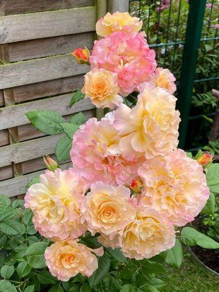 Роза чайно-гибридная Акварель / Rose Aquarell 35036 фото