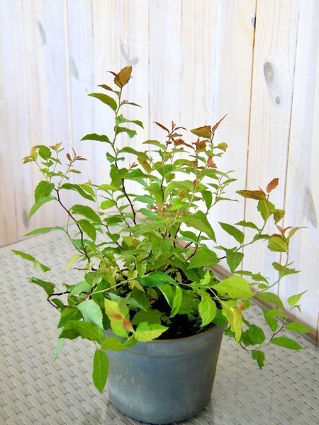 Спірея японська Голдфлейм / Spiraea japonica Goldflame 31401 фото