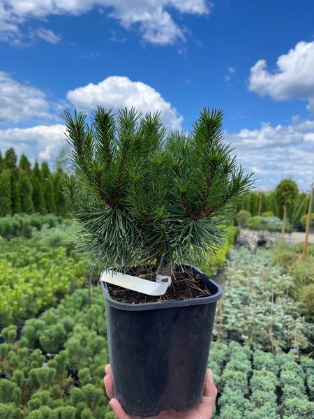 Сосна гірська Літомісл / Pinus mugo Litomysl 31600 фото