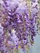 Глициния короткокистая Йокохама Фуджи / Wisteria brachybotrys Yokohama Fuji 33514 фото 1
