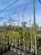 Глициния короткокистая Йокохама Фуджи / Wisteria brachybotrys Yokohama Fuji 33514 фото 2