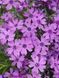 Флокс шиловидный Пурпл Бьюти / Phlox subulata Purple Beauty 26936 фото 1