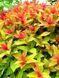 Спірея японська Голдфлейм / Spiraea japonica Goldflame 31401 фото 3