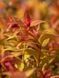 Спірея японська Голдфлейм / Spiraea japonica Goldflame 31401 фото 1