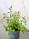 Спірея японська Голдфлейм / Spiraea japonica Goldflame 31401 фото 2