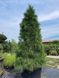 Сосна гималайская / Pinus Wallichiana 29269 фото 3