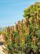 Сосна гірська Літомісл / Pinus mugo Litomysl 31600 фото 1