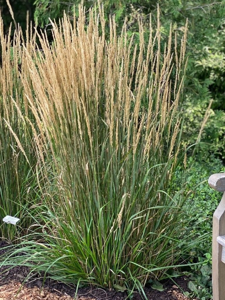calamagrostis-acutiflora-karl