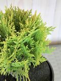 Туя западная Мириам / Thuja occidentalis Mirjam 24753 фото