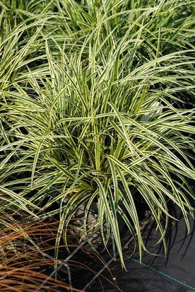 Осока морроу Ванилла Айс / Carex morrowii Vanilla Ice 34940 фото