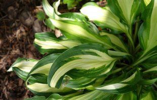 Хоста гібридна Медуза / Hosta hybrida Medusa 35202 фото