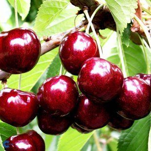 Черешня Скіна / Prunus avium Skeena 34922 фото