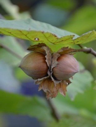 Фундук Барселонский / Corylus avellana Barcelonski 30760 фото