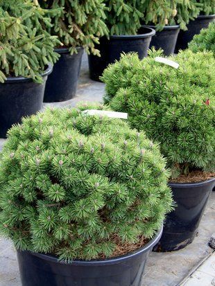 Сосна горная Мини Мопс / Pinus mugo Mini Mops 36569 фото