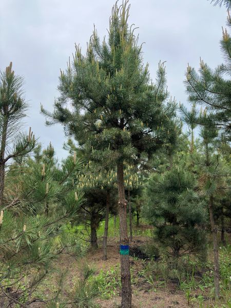 Сосна обыкновенная формированная на штамбе / Pinus sylvestris 34420 фото