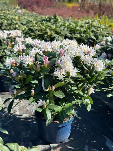Рододендрон гибридный Каннингемс Вайт / Rhododendron hybrid Cunningham's White 33304 фото
