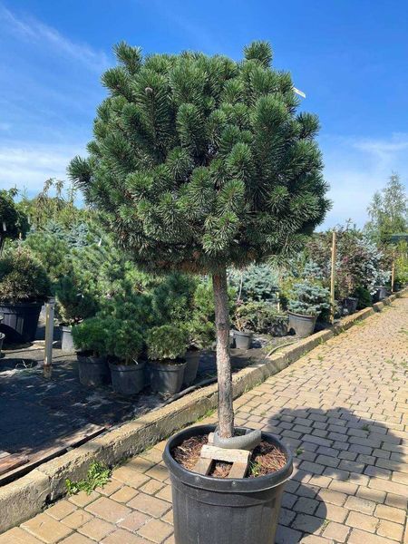 Сосна горная Мини Мопс / Pinus mugo Mini Mops 36569 фото