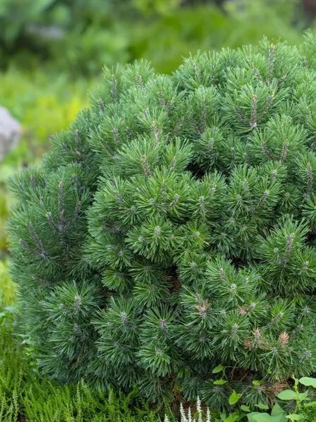 Сосна горная Мини Мопс / Pinus mugo Mini Mops 36569 фото