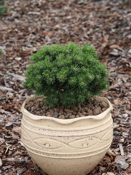 Сосна горная Мини Мопс / Pinus mugo Mini Mops 36569 фото