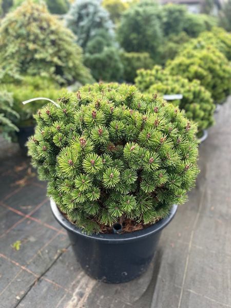 Сосна горная Мини Мопс / Pinus mugo Mini Mops 36569 фото