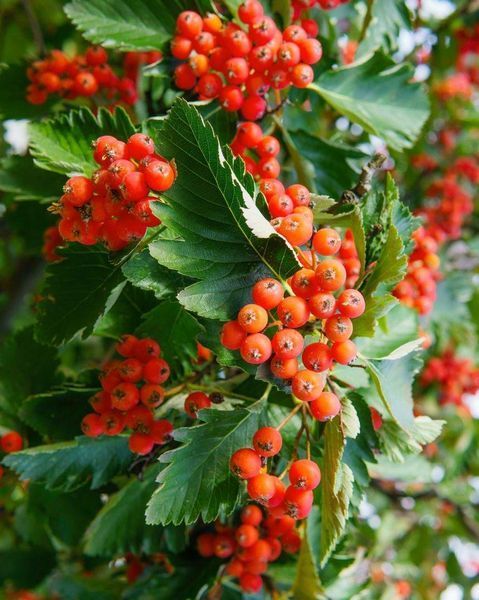 Горобина проміжна (шведська) / Sorbus intermedia 33645 фото