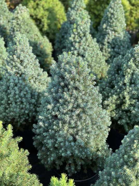 Ялина канадська Сан он зе Скай PBR / Picea glauca Sun on the Sky