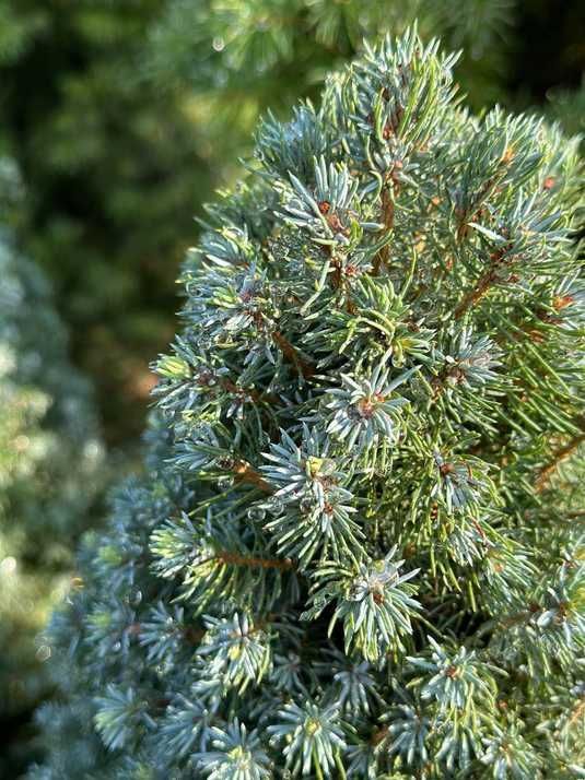 【US盤LP】スカイ / スカイ・ライン SA-8548 e108y118 Ялина канадська Сан он зе Скай PBR / Picea glauca Sun on the Sky