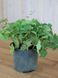 Манжетка мягкая / Alchemilla mollis 21316 фото 2