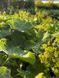 Манжетка мягкая / Alchemilla mollis 21316 фото 1