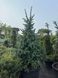 Ялина енгельмана Глаука / Picea engelmannii Glauca 31784 фото 1