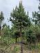 Сосна обыкновенная формированная на штамбе / Pinus sylvestris 34420 фото 2