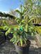 Ялина енгельмана Глаука / Picea engelmannii Glauca 31784 фото 2