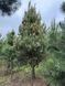 Сосна обыкновенная формированная на штамбе / Pinus sylvestris 34420 фото 1