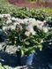 Рододендрон гибридный Каннингемс Вайт / Rhododendron hybrid Cunningham's White 33304 фото 2