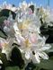 Рододендрон гибридный Каннингемс Вайт / Rhododendron hybrid Cunningham's White 33304 фото 1