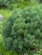 Сосна горная Мини Мопс / Pinus mugo Mini Mops 36569 фото 5