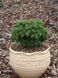 Сосна горная Мини Мопс / Pinus mugo Mini Mops 36569 фото 6