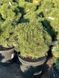 Сосна горная Мини Мопс / Pinus mugo Mini Mops 36569 фото 3