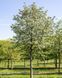 Горобина проміжна (шведська) / Sorbus intermedia 33645 фото 1