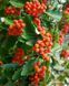 Горобина проміжна (шведська) / Sorbus intermedia 33645 фото 2