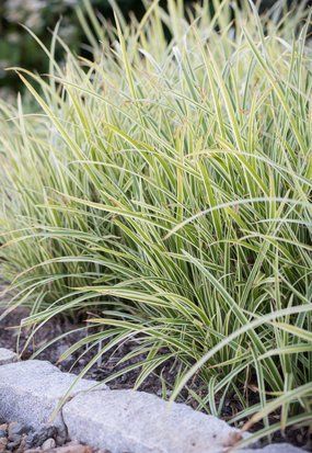 Осока морроу Голдбенд / Carex morrowii Goldband 34942 фото