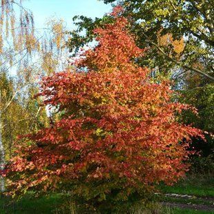 Граб звичайний Рокхемптон Ред / Carpinus betulus Rockhampton Red 33603 фото