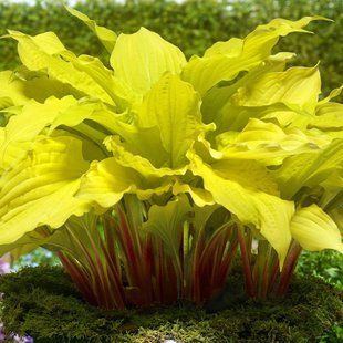 Хоста Лiпстiк Блонд / Hosta Lipstick Blonde 35200 фото