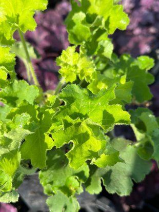 Гейхера гібрідна Рекс Лайм / Heuchera hybride Rex Lime 35879 фото